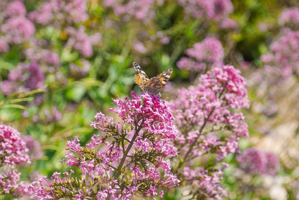 Papillon qui butine des fleurs - bastide tourtour