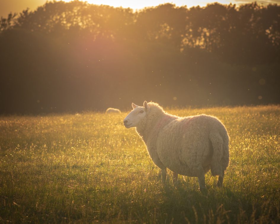 Sheep with thick fleece grazing on the lush hills of Keswick, England Keswick is a beautiful town located in the English Lake District, where the lush green hills meet the tranquil lake of Derwentwater. Shot in Summer during the late afternoon.