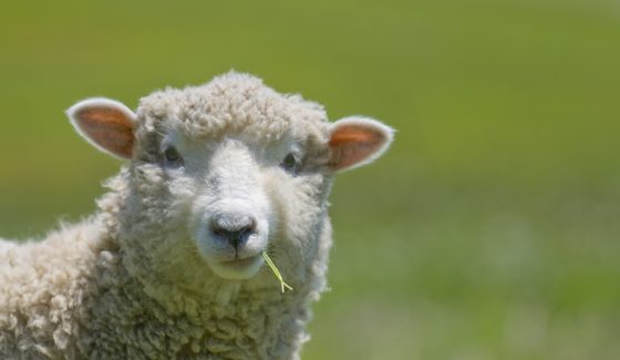 Sheep Strikes a Casual Pose