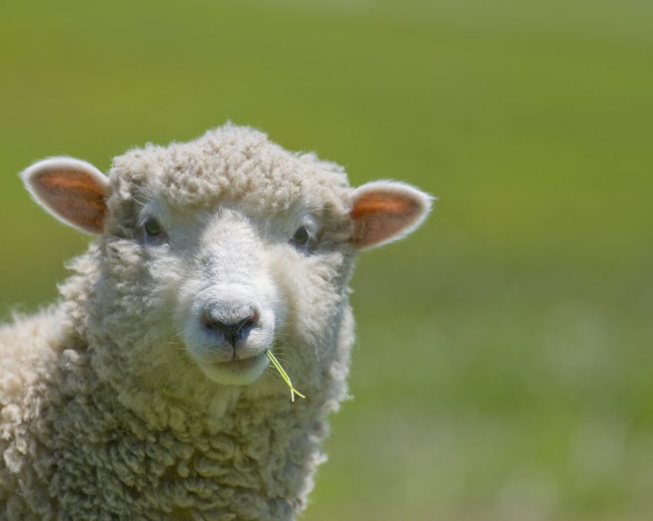 Sheep Strikes a Casual Pose