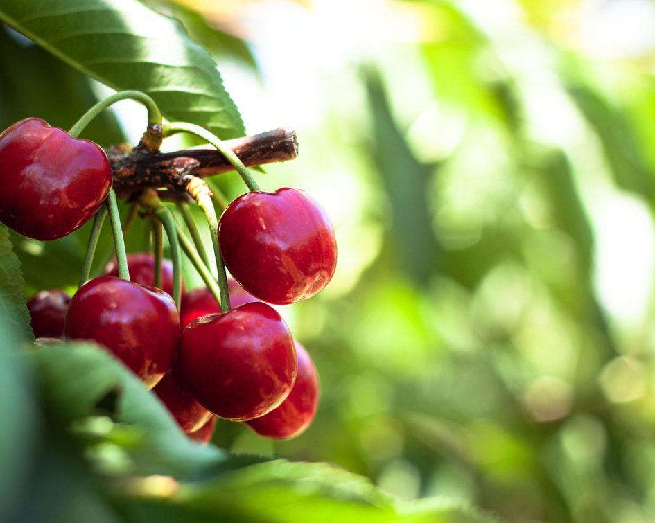 Red ripe cherries hanging from a cherry tree branch with Green bokeh out of focus background from nature forest.
