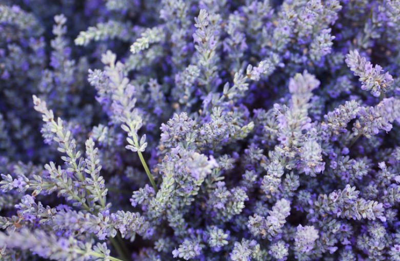 Photo - Packages and offers - hotel in the var lavender lavender - hotel in the var