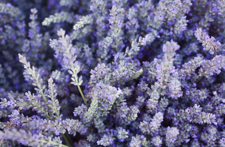 lavender - hotel in the var