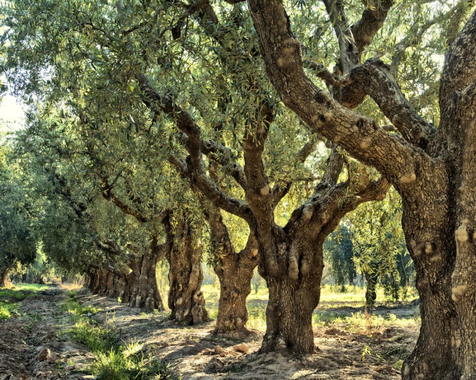 Grove of ancient olive trees. Mediterranean fields.