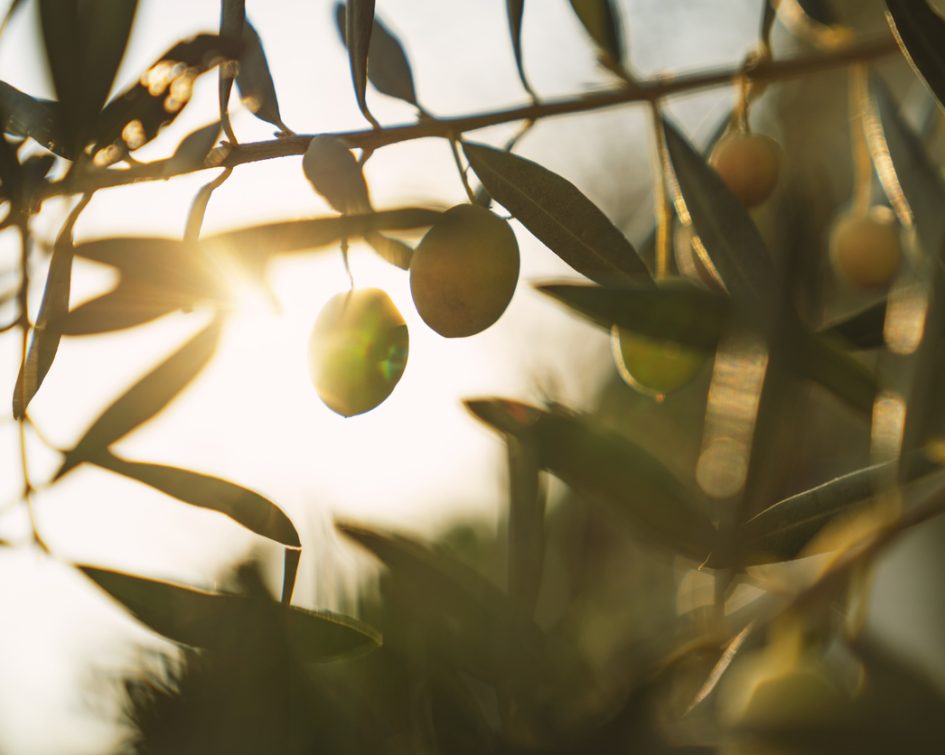 Olives on olive tree