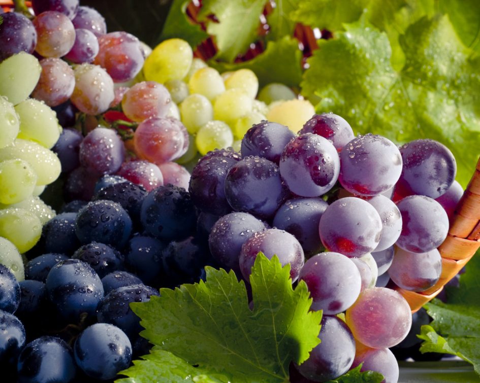 Bunch of different types of fresh grapes Close-up view of grapes from Château Rasque in Taradeau - château rasque