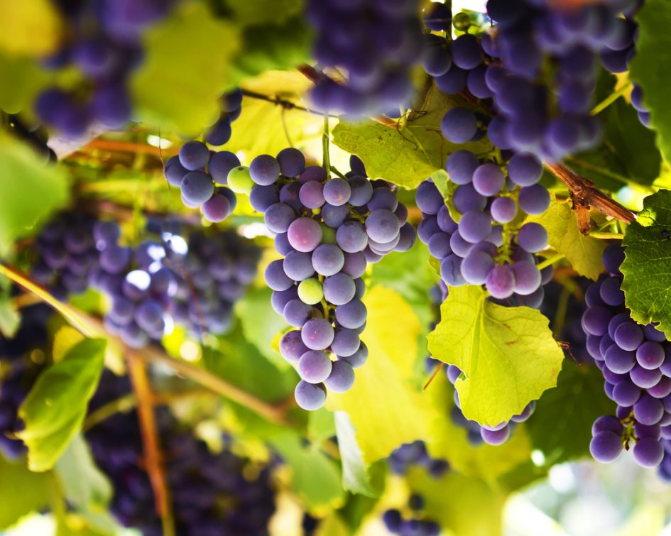 Bunch of red grapes from Château Thuerry in Villecroze - castle to visit in the Var