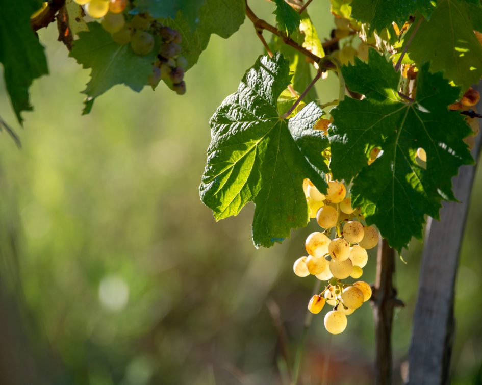 Grappe de vigne blanche du Château Rasque à Taradeau - château rasque