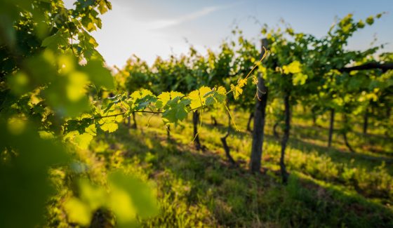 View of a grape field.